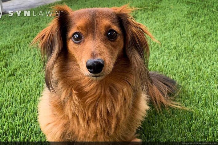 SYNLawn Baja pets artificial grass safe for dogs cats and all animals
